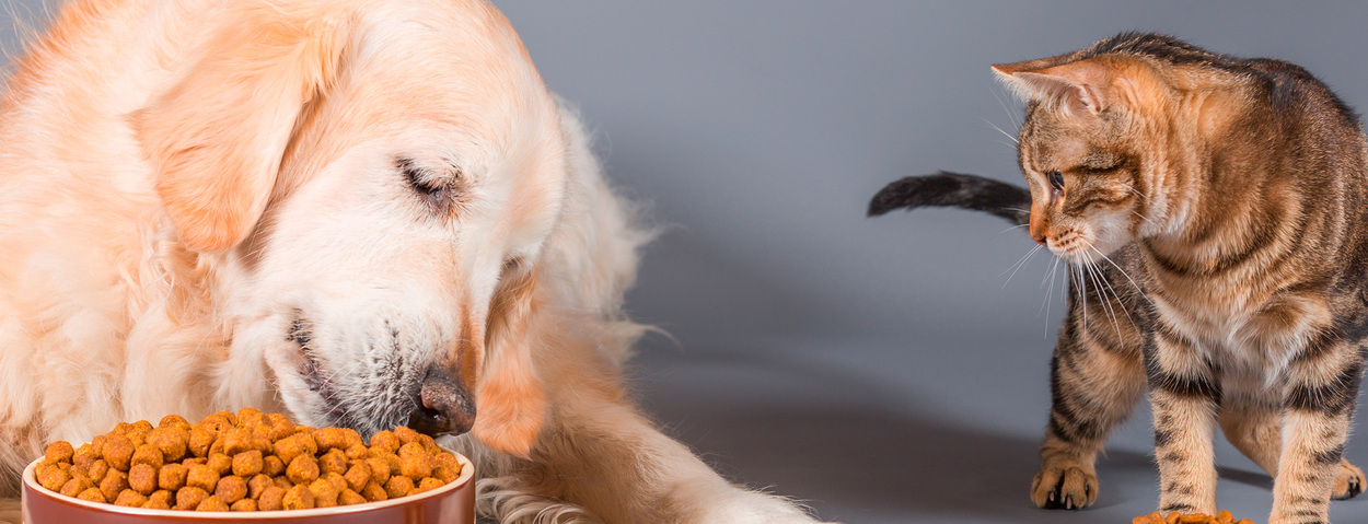Spezielle Ernährungsbedürfnisse und Diätetik bei Hund und Katze